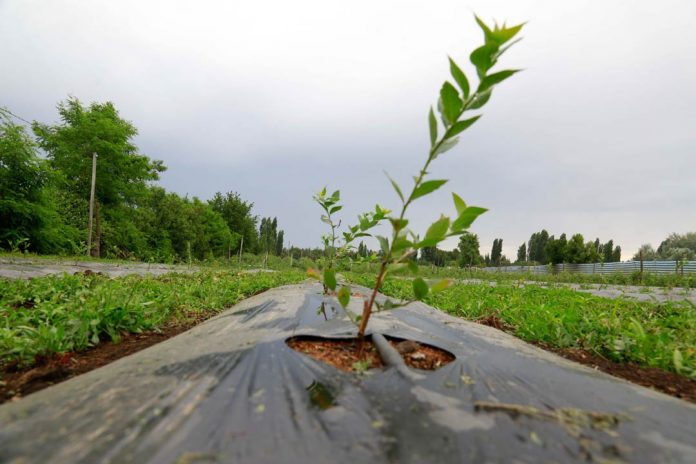 DÍA MUNDIAL DE LA TIERRA: MÁS DE 21 MIL MILLONES PARA LA PROTECCIÓN DE LOS SUELOS AGRÍCOLAS DE PEQUEÑOS AGRICULTORES DISPONE INDAP