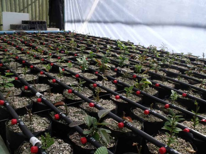 Por primera vez 150 híbridos de roble-raulí serán testeados en diversos suelos y clima nacional