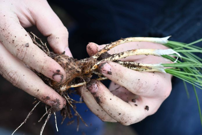 Día FIA, instancia de vinculación y alianzas para la innovación agrícola nacional