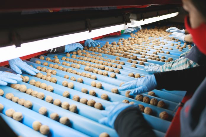 Exportadora sanfelipeña concreta venta de nueces a Turquía gracias a las gestiones de ProChile