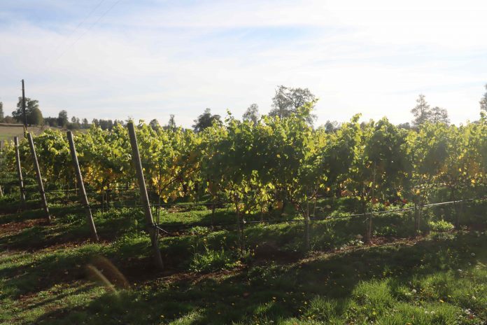 Más inversión en riego y eficiencia: Pequeños agricultores de los lagos dialogaron sobre cambio climático en medio de emergencia agrícola