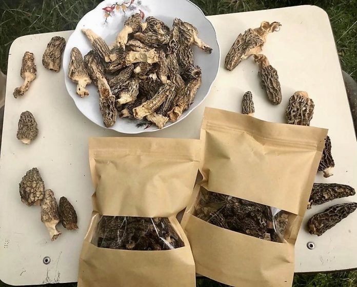 Morchella: Cooperativa trabaja para dar valor a hongo silvestre de la Patagonia