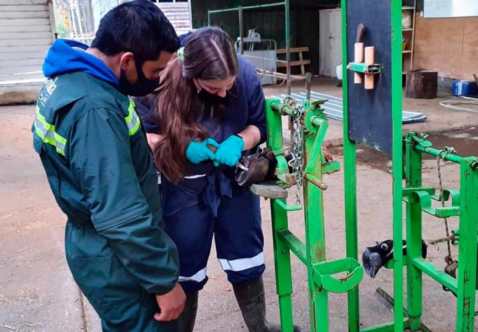 TRABAJADORES AGRÍCOLAS APRENDEN TÉCNICAS DE PREVENCIÓN Y MANEJO DE ENFERMEDADES PODALES EN VACAS LECHERAS