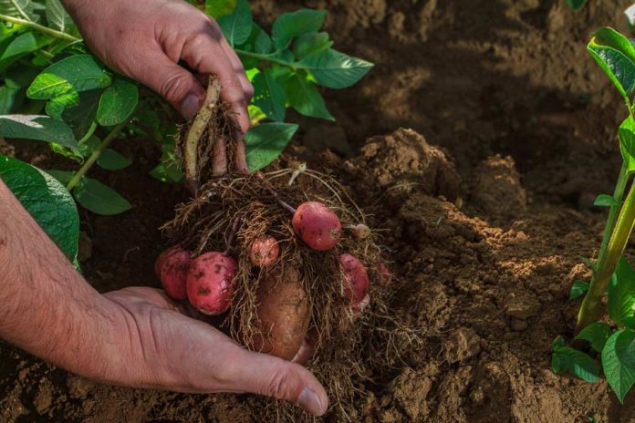 Desarrollan nuevas variedades comerciales de papas resistentes al estrés hídrico