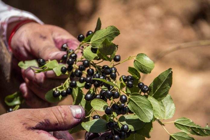 Estudio comprueba que la producción de maqui en la zona centro es más resistente al estrés hídrico