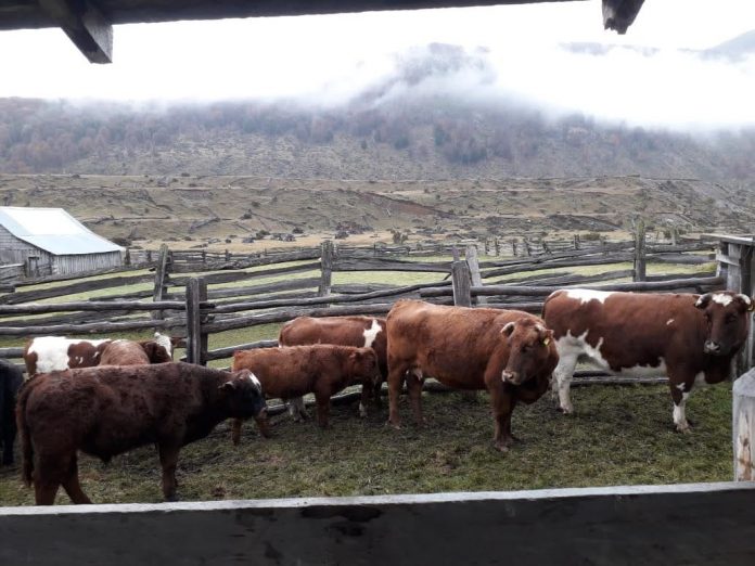 SAG trabaja en terreno para detectar Tuberculosis Bovina en la región de Aysén