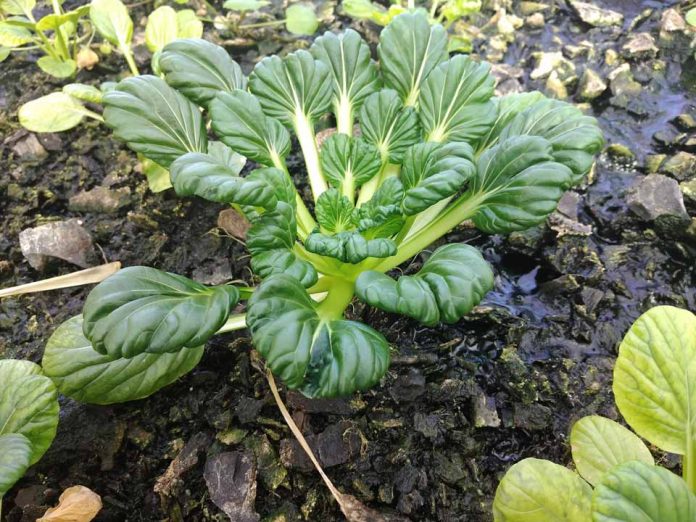 Tatsoi, la planta más popular de Asia también se cultiva en Coquimbo