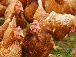 Reporte destaca a empresas chilenas comprometidas con el bienestar animal Unifood, Clementina y Hotel Explora, reportaron sus avances en la implementación de compromisos libres de jaulas para gallinas ponedoras de huevo. La ONG internacional Sinergia Animal lanzó su reporte de seguimiento a 60 empresas de la industria alimentaria, comprometidas con dejar de utilizar huevos provenientes de jaulas en batería. El estudio que incluye a Chile, Colombia y Argentina, tiene como objetivo visibilizar el nivel de transición hacia sistemas libres de confinamiento en jaulas, una medida que garantiza mejores condiciones de vida para las gallinas ponedoras. “Este año destacamos que el nivel de participación de las empresas chilenas se duplicó, al comparar los resultados que obtuvimos en 2020. En tiempos desafiantes, como los que vivimos, nos complace anunciar que los resultados se han duplicado en Latinoamérica al ser comparados con la edición anterior”, afirmó Diamela Covarrubias, directora de Asuntos Corporativos de Sinergia Animal. Entre los resultados del estudio se encuentra que un 31% de las empresas ya han completado un cambio en su cadena de suministro igual o superior al 80% para los huevos frescos, un 23% declara progresos a nivel regional en los productos que contienen huevo y un 15% afirma avanzar en relación a los huevos procesados. “Estas cifras demuestran que las políticas libres de jaulas no solo son viables, sino que también tienen éxito en un plazo mucho menor a las fechas límites de los compromisos contemplados para el año 2025”, aseguró Covarrubias. En total, 4 empresas chilenas, 4 argentinas, 11 colombianas y 8 multinacionales como Grupo Bimbo, Subway, Unilever y Marriott respondieron satisfactoriamente al reporte. Si bien la organización celebra los resultados, aún considera que hay compañías comprometidas que no están reportando su progreso con transparencia. “Continuaremos dirigiendo nuestros esfuerzos hacia grandes marcas como G&N Brands, Carl 's Jr. Chile y otras que aún no han respondido a nuestro llamado. Es fundamental que los consumidores sepan el grado de cumplimiento de este compromiso, tan urgente para los animales y la seguridad alimentaria”, concluyó Covarrubias. En Chile, cerca de 15 millones de gallinas ponedoras son utilizadas por la industria del huevo y el 98% de ellas se encuentra en jaulas en batería. Este modelo de producción ha sido ampliamente cuestionado e incluso prohibido en numerosos países. Las aves apenas pueden caminar y extender sus alas, lo que las obliga a llevar una vida altamente restringida: no pueden realizar gran parte de sus comportamientos naturales, sufren lesiones y desarrollan enfermedades dolorosas. Por esta razón, la ONG ha trabajado con empresas del sector alimentario para eliminar gradualmente estos sistemas con una transición a proveedores de huevos 100% libres de jaulas. Para saber más sobre el reporte, visita a www.cagefreetracker.com. Acerca de Sinergia Animal Sinergia Animal es una organización internacional de protección animal que trabaja en países del Sur Global para reducir el sufrimiento de los animales de granja y promover elecciones alimentarias más compasivas. Somos reconocidos como una de las ONGs de protección animal más efectivas del mundo por Animal Charity Evaluators (ACE).