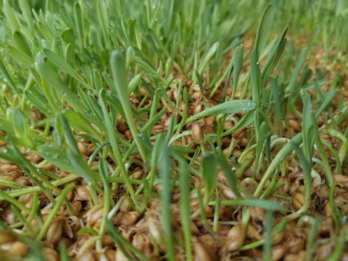 Con forraje hidropónico sustentable agricultores de Taira reinventan la agricultura