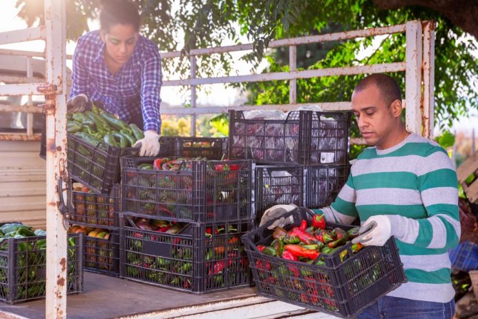 Cumbre de la ONU sobre Sistemas Alimentarios: los países de las Américas alcanzan consensos para que la voz de los agricultores sea escuchada en el foro global