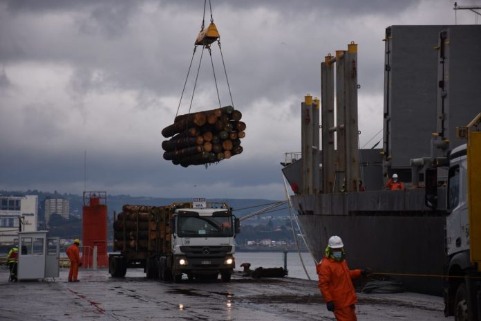 Desde Puerto Montt saldrá primera exportación de rollizos de pino a granel