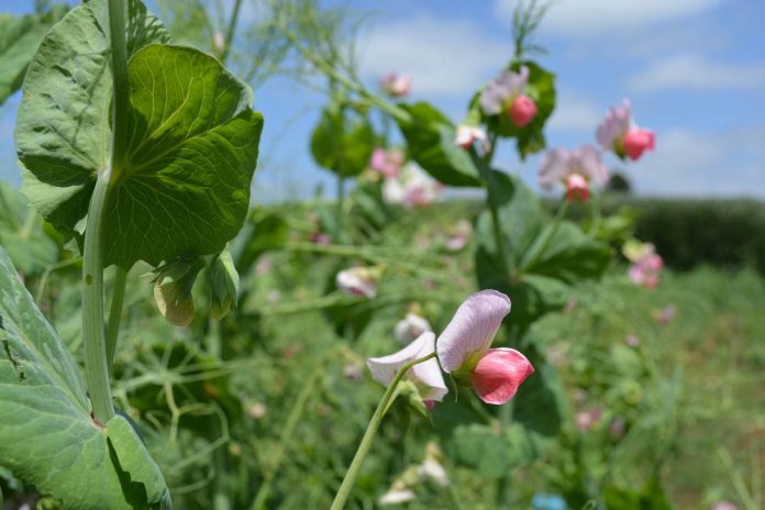 Especialistas llaman a participar en el segundo congreso chileno de Agroecología