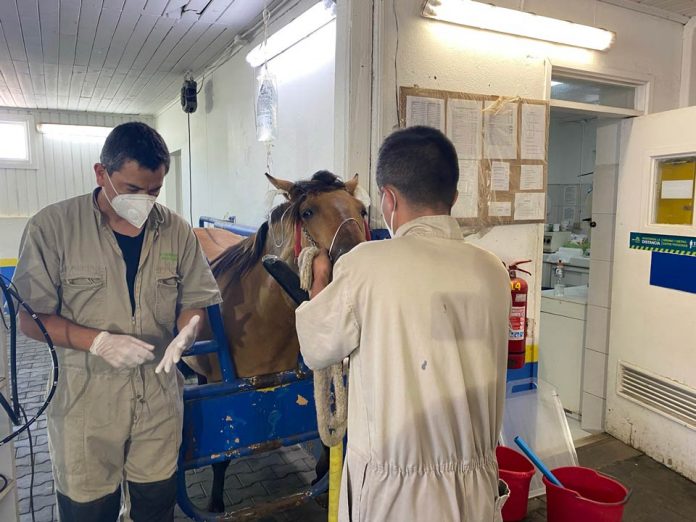 Hospital Veterinario UdeC Chillán y Clínica Veterinaria de Concepción siguen atendiendo mascotas y animales