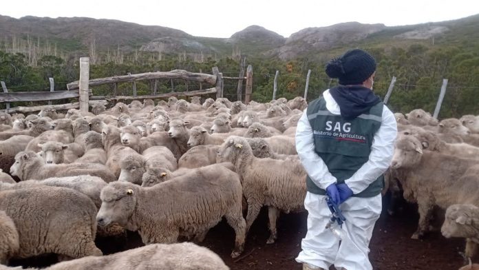 Más once mil animales han sido atendidos gracias al componente sanitario del Programa Ovino que ejecuta el SAG