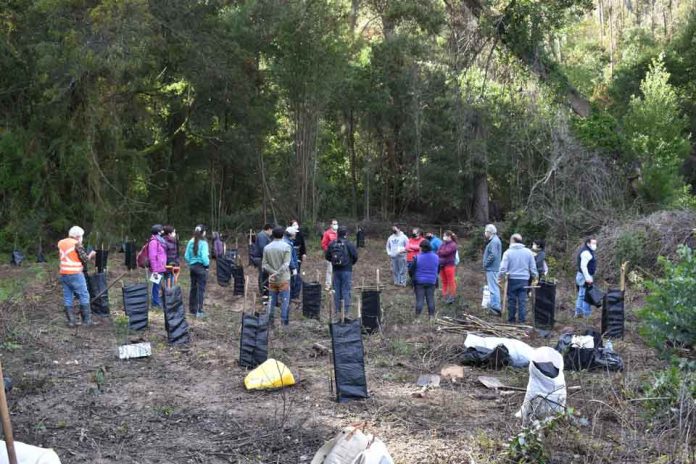 INFOR restaura cuencas de Ñuble con plantación de árboles nativos