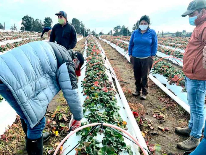 PRODUCTORES  DE BIERRIES SE CAPACITARON EN MANEJO INVERNAL DE HUERTOS 