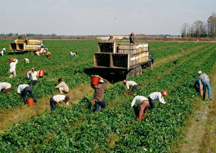 Pandemia y agricultores: viviendo en tiempos de incertidumbre