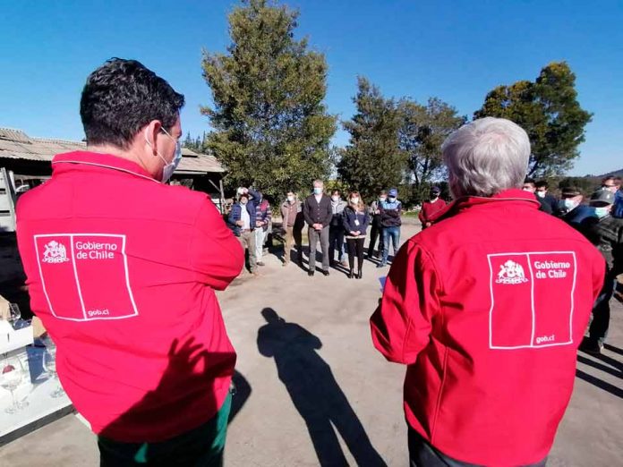 Por primera vez viñateros del Biobío contarán con seguro agrícola que considera subsidio estatal  