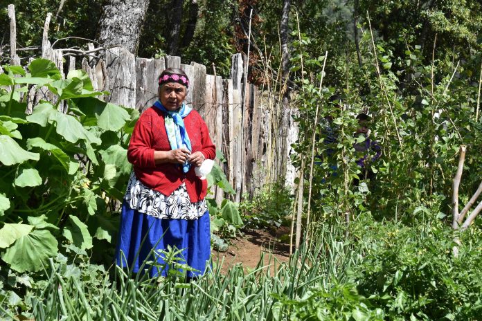 RED SIPAN: LA CONSOLIDACIÓN DEL PATRIMONIO AGROALIMENTARIO EN ALTO BIOBÍO  