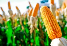 Zearalenona, la micotoxina que afecta el ciclo reproductivo de las aves, cerdos, bovinos y peces