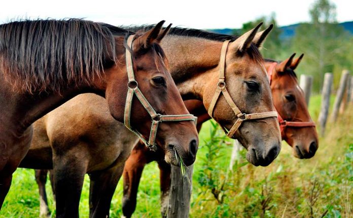 Especialistas de la Facultad de Ciencias Veterinarias UdeC estudian virus único en el mundo que afectaría a caballos La investigación en la que también participan profesionales veterinarios nacionales e internacionales, tiene un plazo de realización de 3 años, entre 2020 y 2023.-