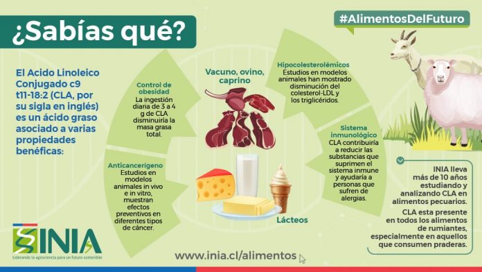 Experto de INIA aclara que las carnes de vacuno de libre pastoreo son capaces de prevenir enfermedades cardiovasculares El especialista en calidad agroalimentaria, Rodrigo Morales, hizo un llamado a mantener una dieta equilibrada, sin excesos, y con los aportes de nutrientes necesarios para una vida sana.