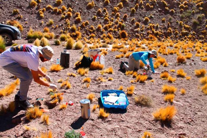 Investigadores buscan recuperar la papa del desierto resistente a la sequía