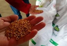 Beneficio Social de la investigación en trigo candeal de INIA ascendió sobre los $13.000 millones Beneficio Social de la investigación en trigo candeal de INIA ascendió sobre los $13.000 millones