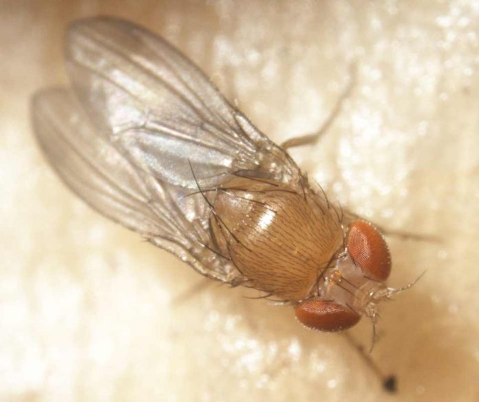 Capacitan en control y manejo integrado de la mosca de alas manchadas