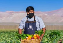 Cooperativa Norte Verde: Nueve jóvenes le agregan innovación a la pequeña agricultura de Arica 