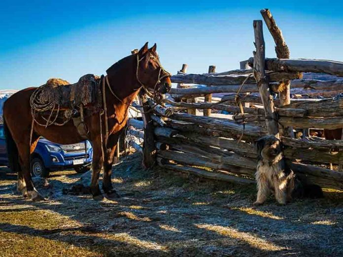 Influenza Equina: SAG recuerda resolución de vacuna obligatoria para equinos.