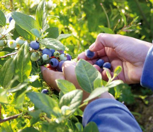 Para productores/as y plantas exportadoras: SAG y Comité del Arándano realizarán jornada de difusión del Systems Approach para arándanos de Biobío y Ñuble