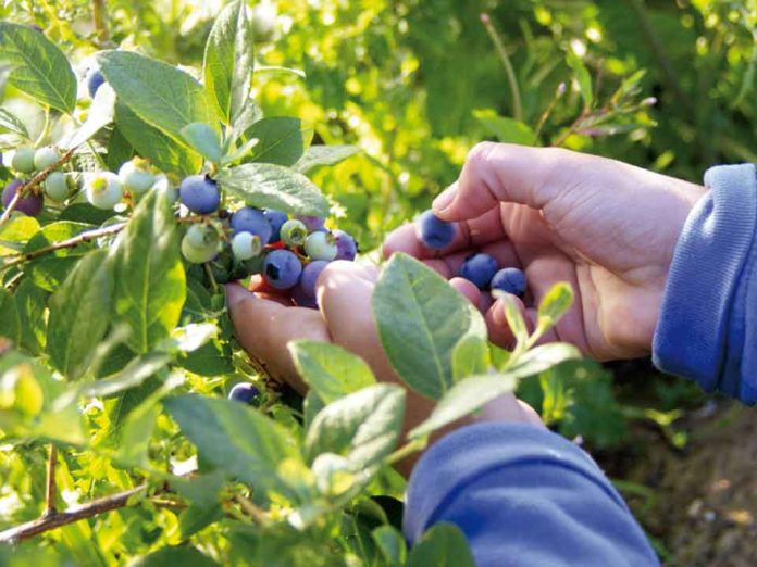 Para productores/as y plantas exportadoras: SAG y Comité del Arándano realizarán jornada de difusión del Systems Approach para arándanos de Biobío y Ñuble