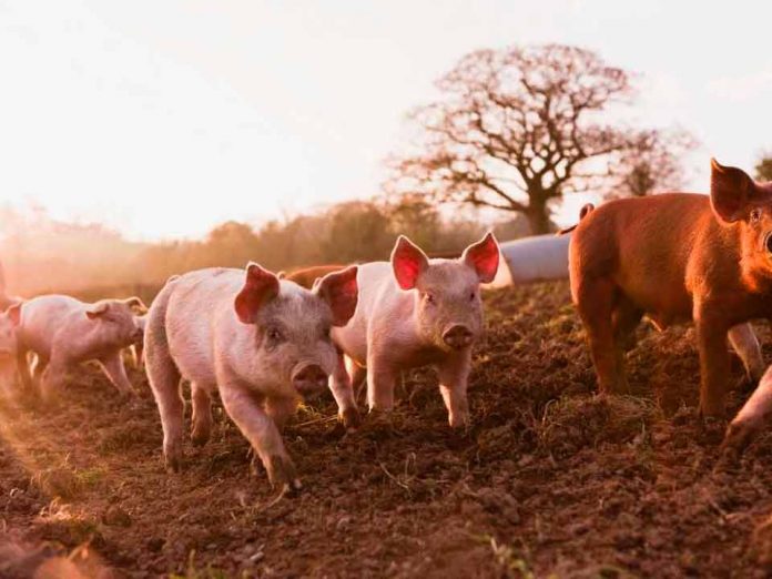 SAG levanta alerta y redobla inspección en frontera tras foco de Peste Porcina Africana en República Dominicana