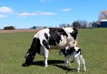 Zearalenona, el Enemigo del Programa Reproductivo de Vacas Zearalenona, el Enemigo del Programa Reproductivo de Vacas