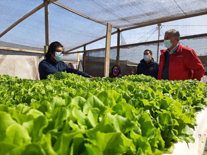 Microbiología, desalinización y economía circular: Antofagasta como un referente frente al cambio climático