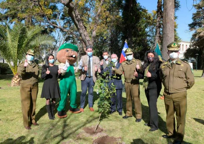 Ministerio de Agricultura donó 1.225 árboles nativos a Carabineros en honor a sus mártires En el marco del Programa “Un Chileno, Un Árbol”, CONAF aportó estas especies en representación de cada uno de los carabineros caídos en actos de servicio. Los árboles serán plantados en distintos recintos policiales de todo el país.