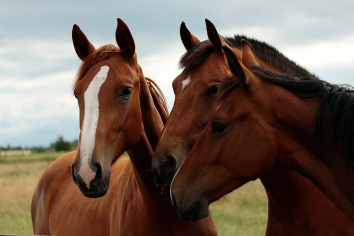 Buscan validar en ensayos clínicos el uso de células madre para el tratamiento de enfermedades equinas