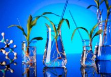 SAGO y ChileBio llaman a las autoridades a evaluar oportunidades de la biotecnología vegetal para la agricultura del sur de Chile