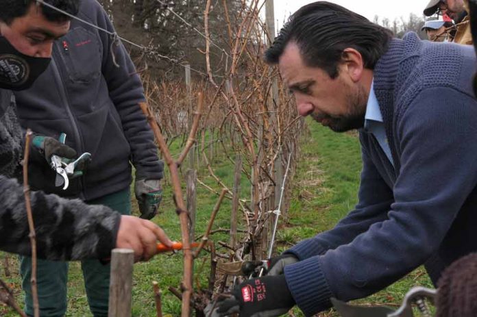 Viña Casa Klocker Prambs realiza primera “poda con respeto” como ejemplo de innovación abierta regional