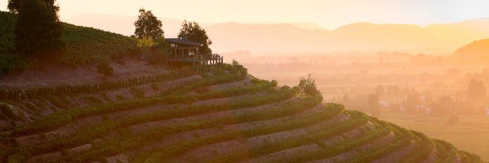 Viñedo la roblería de Ventisquero: Esta primavera trae sunsets con música en vivo y recorridos 4x4 por las alturas del valle de Apalta