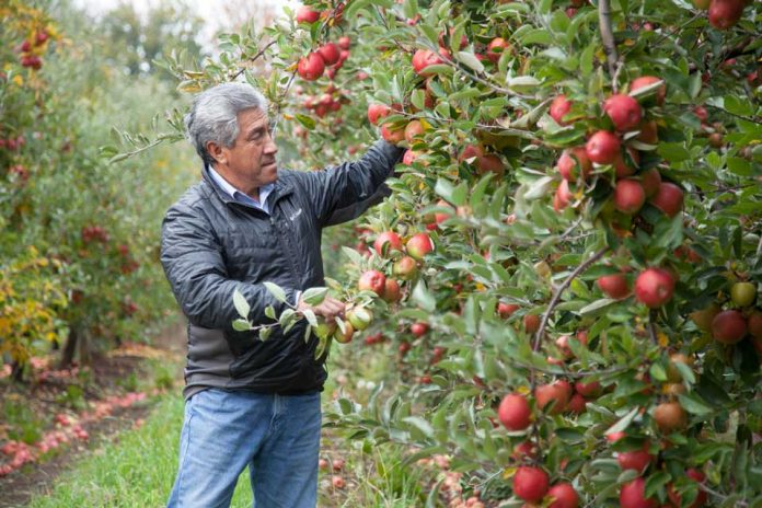 Hasta un 75% aumenta la cobertura del seguro agrícola de INDAP