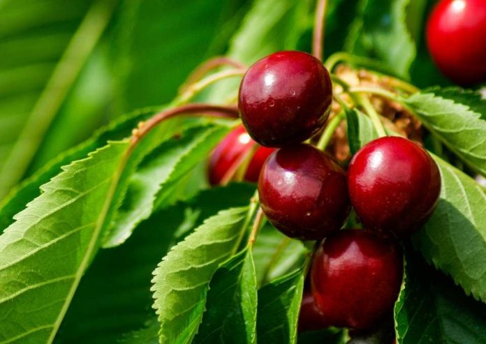 10th WORLD CHERRY CONFERENCE 2021