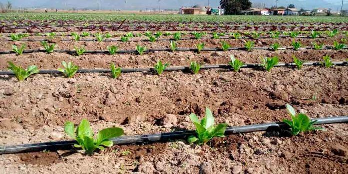 CNR invita a pequeños agricultores a presentar sus proyectos de obras civiles y tecnificación a nuevo concurso por $1.300 millones