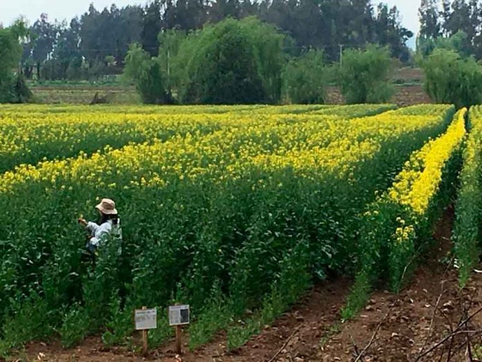 Curso e-learning para inspectores externalizados del Programa SAG Certificación Varietal de Semillas