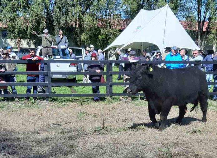 Día del Toro: El próximo viernes 8 de octubre se realizará remate especial de reproductores en la feria Fegosa de Purranque