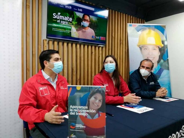 Feria laboral ofrece vacantes de trabajo para el sector agrícola del Biobío 