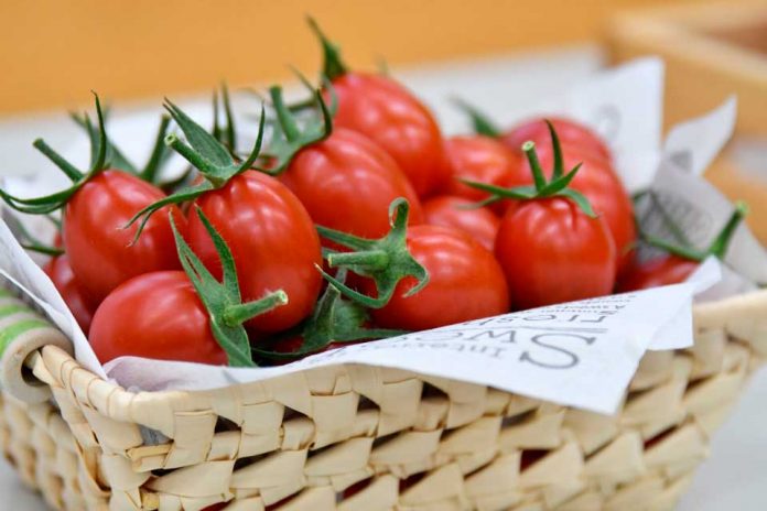 Japón inicia la venta de tomate biotecnológico que permite prevenir y tratar la hipertensión.