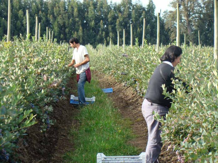 cosecha de arándanos Alimentos que desafían una nueva forma de cultivar