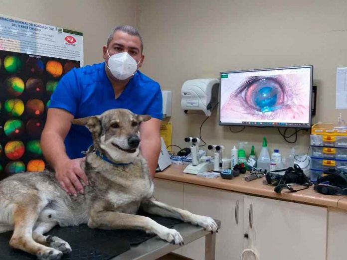 Conoce qué enfermedades oculares pueden afectar a perros y gatos